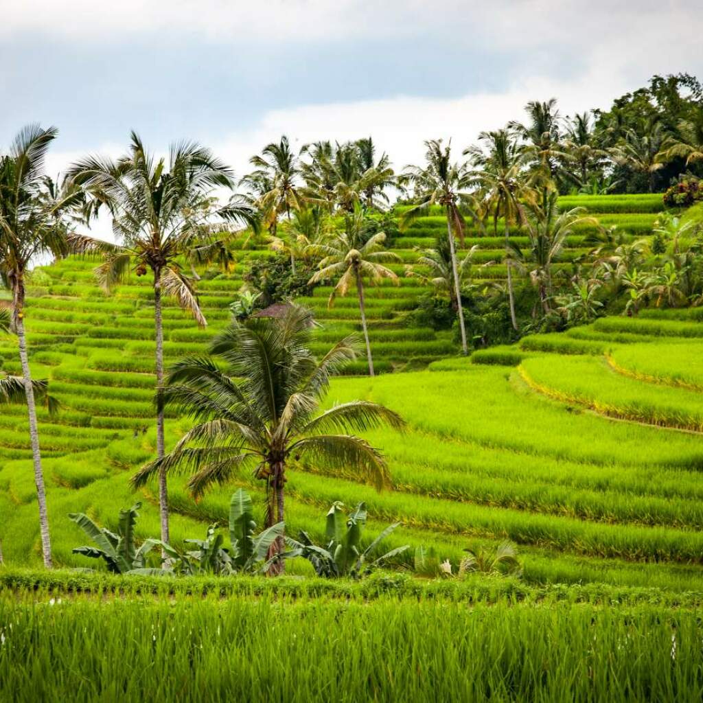 Motorradreisen Asien Bali Reisfelder Gunung